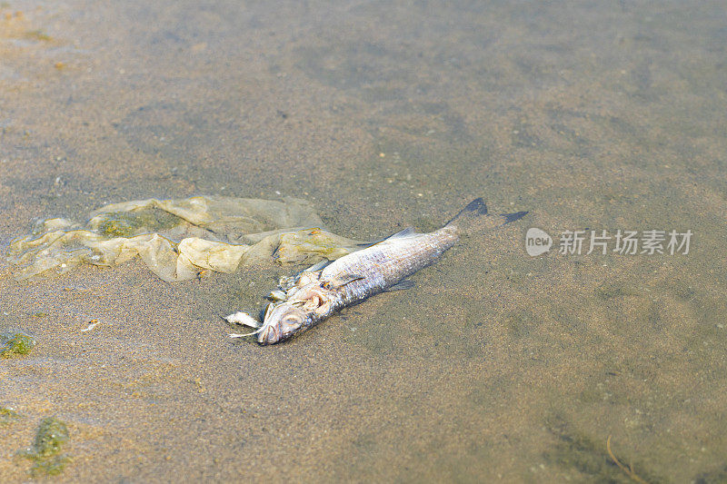 奥林匹克海峡死鱼Gavà -水中含氧量低。